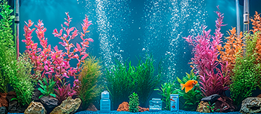 Товары для рыб