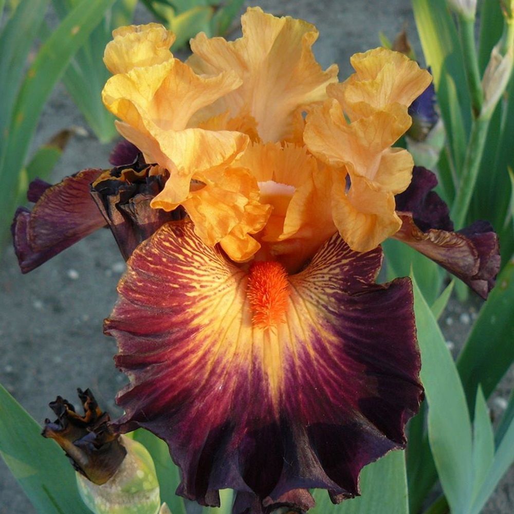 Ирис бородатый Говард Уиид/К