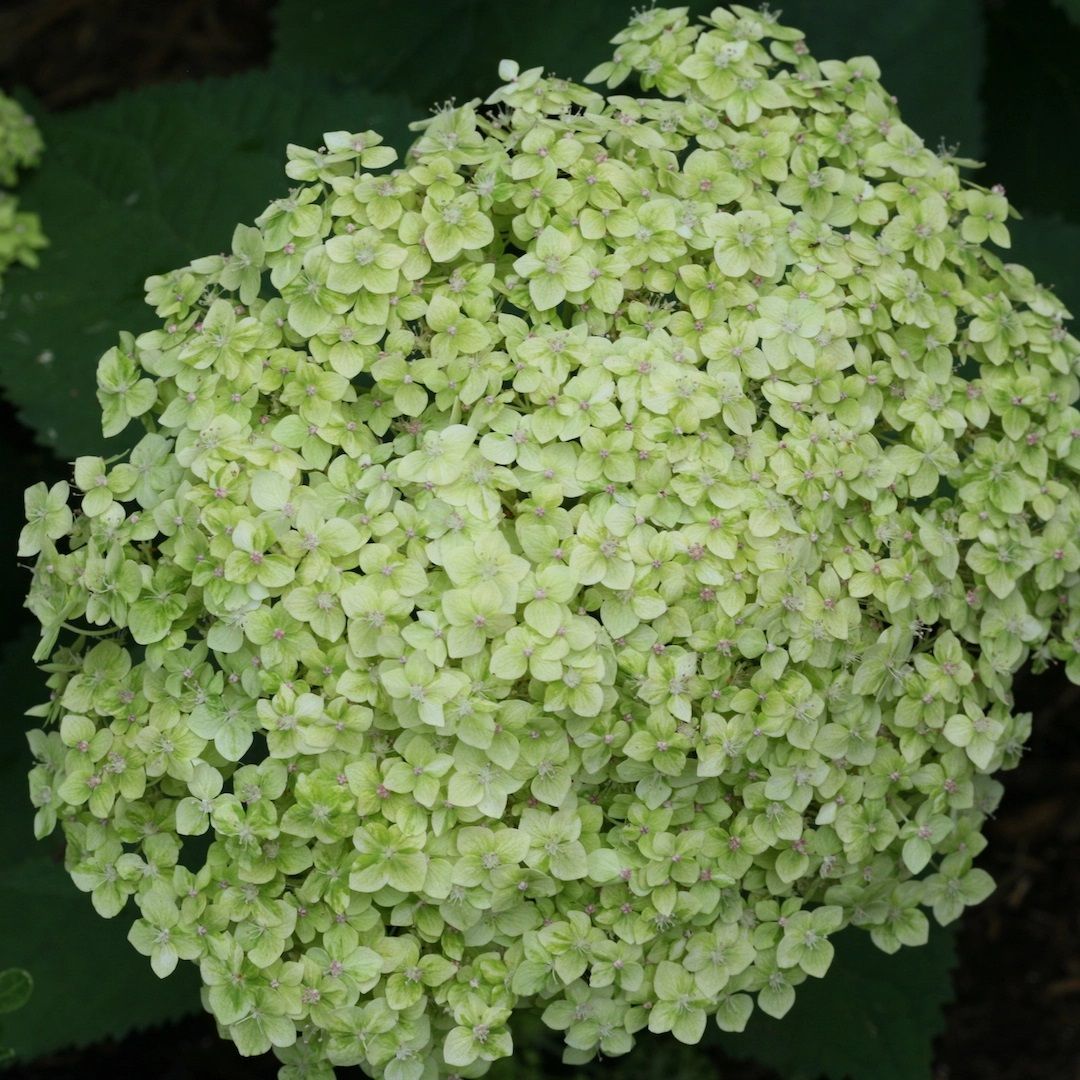 Гортензия древовидная Лайм Рики Р9