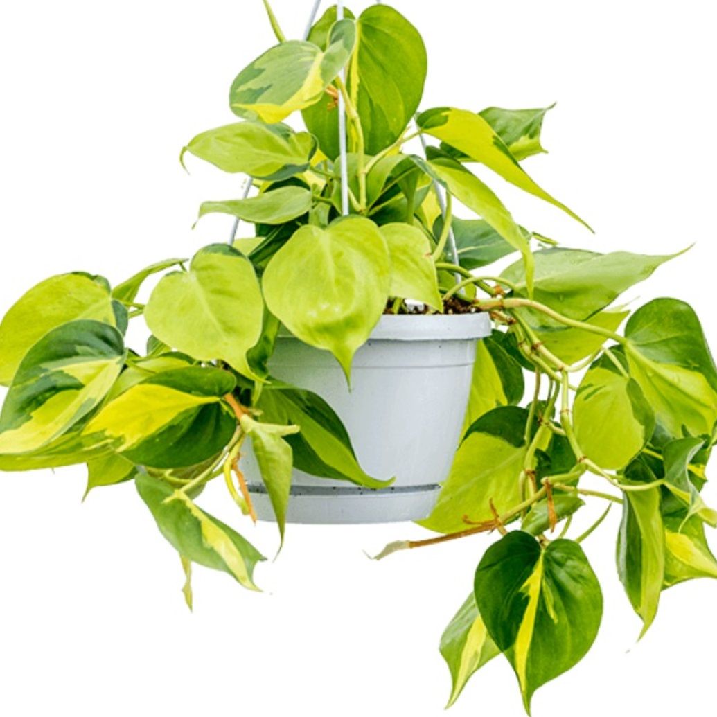 Филодендрон Сканденс Бразил подвесной d17 см h50 см