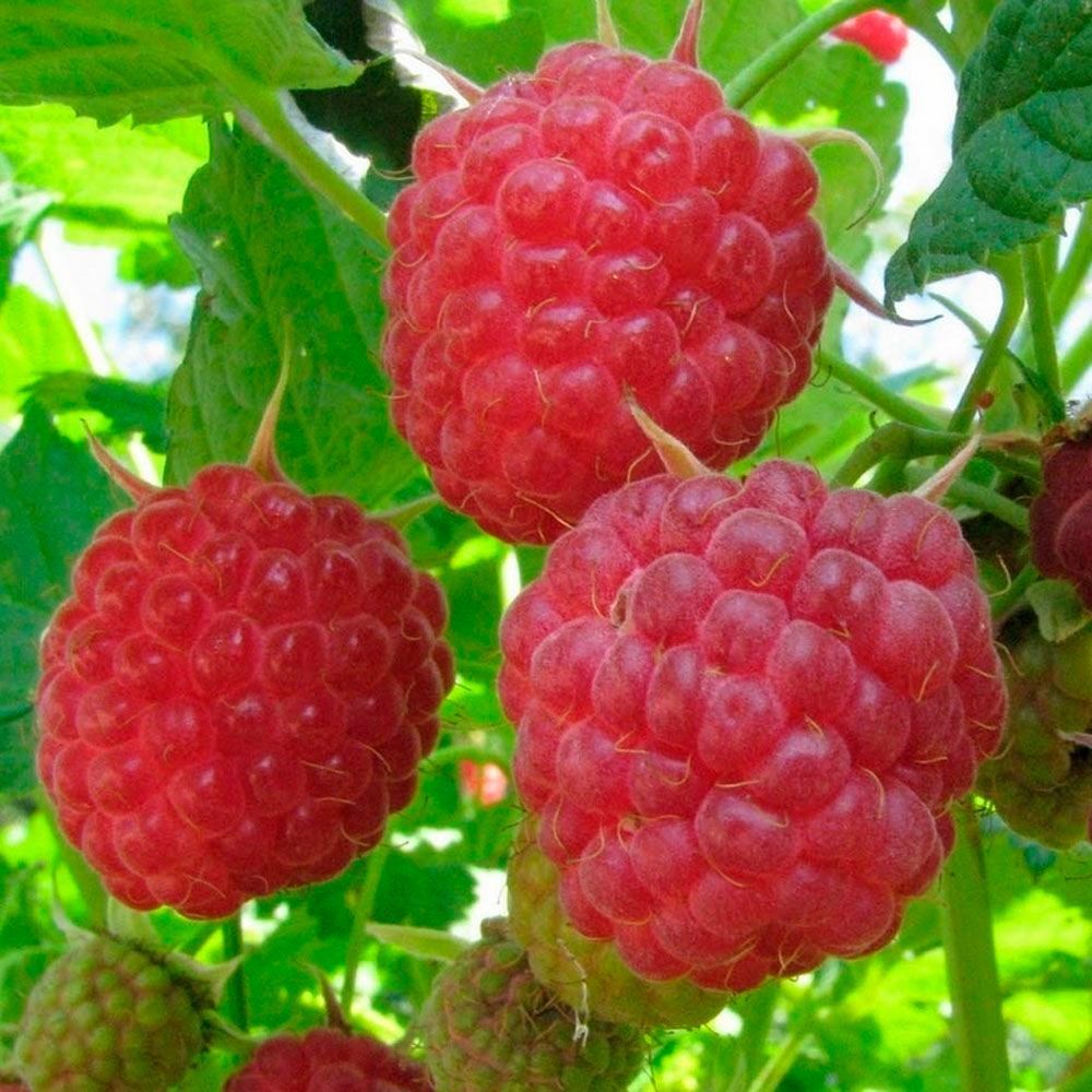 Малина ремонтантная красная Поляна ц/к люкс