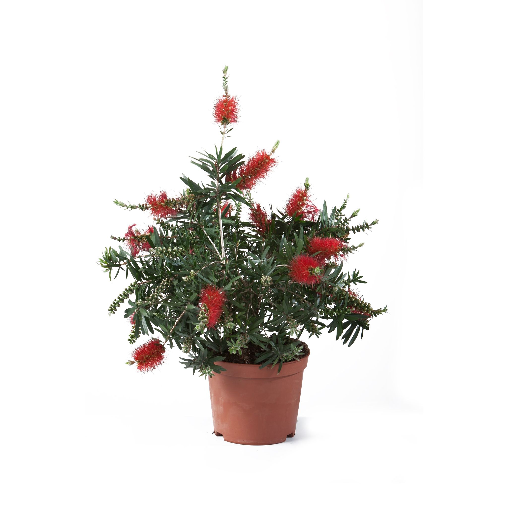 Каллистемон d19 см