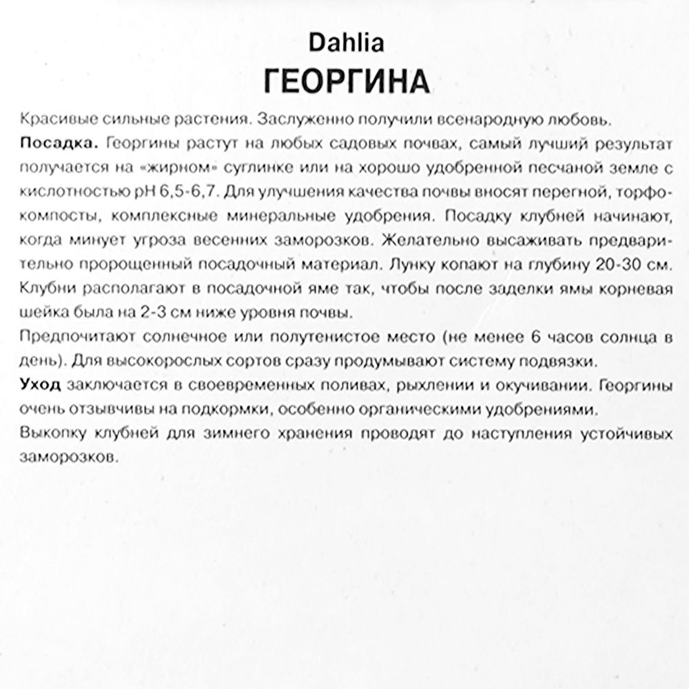 Георгина декоративная Дуэт (тёмно-вишневый с белыми кончиками, 1шт)