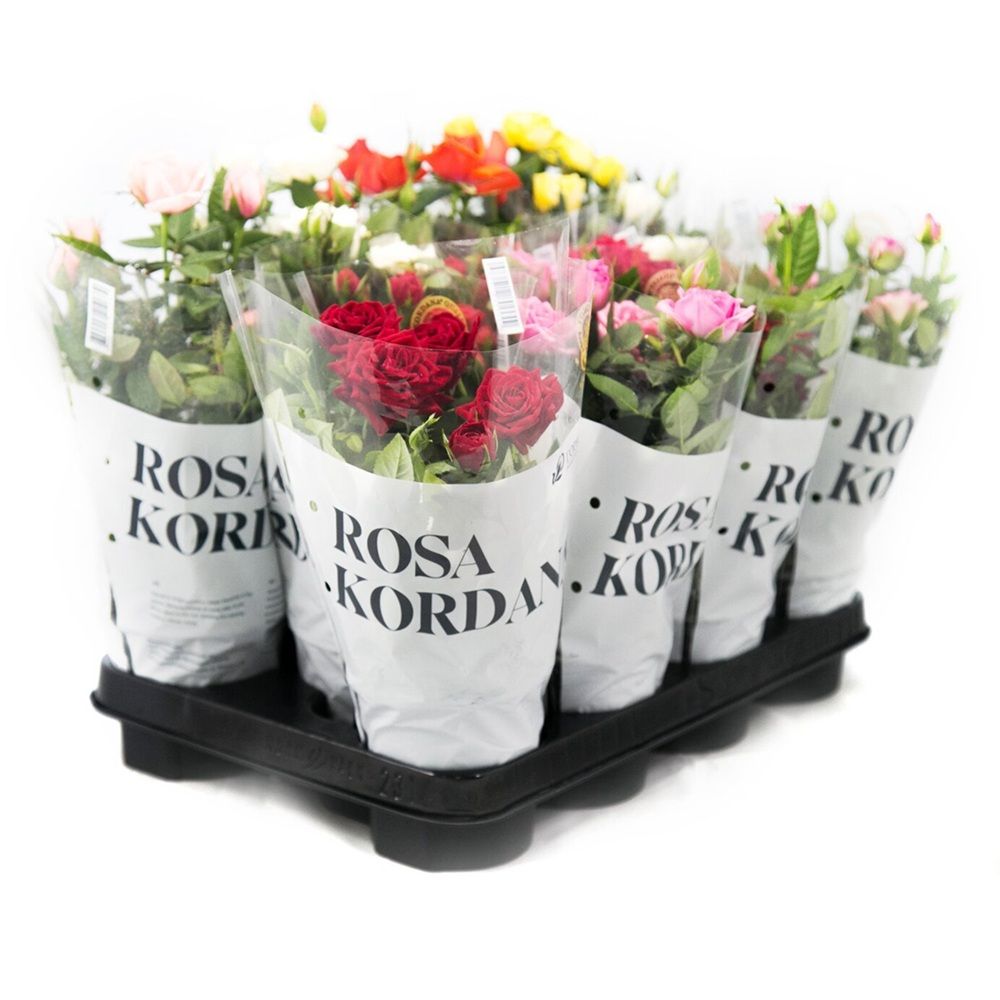 Роза кордана микс d12 см h25 см