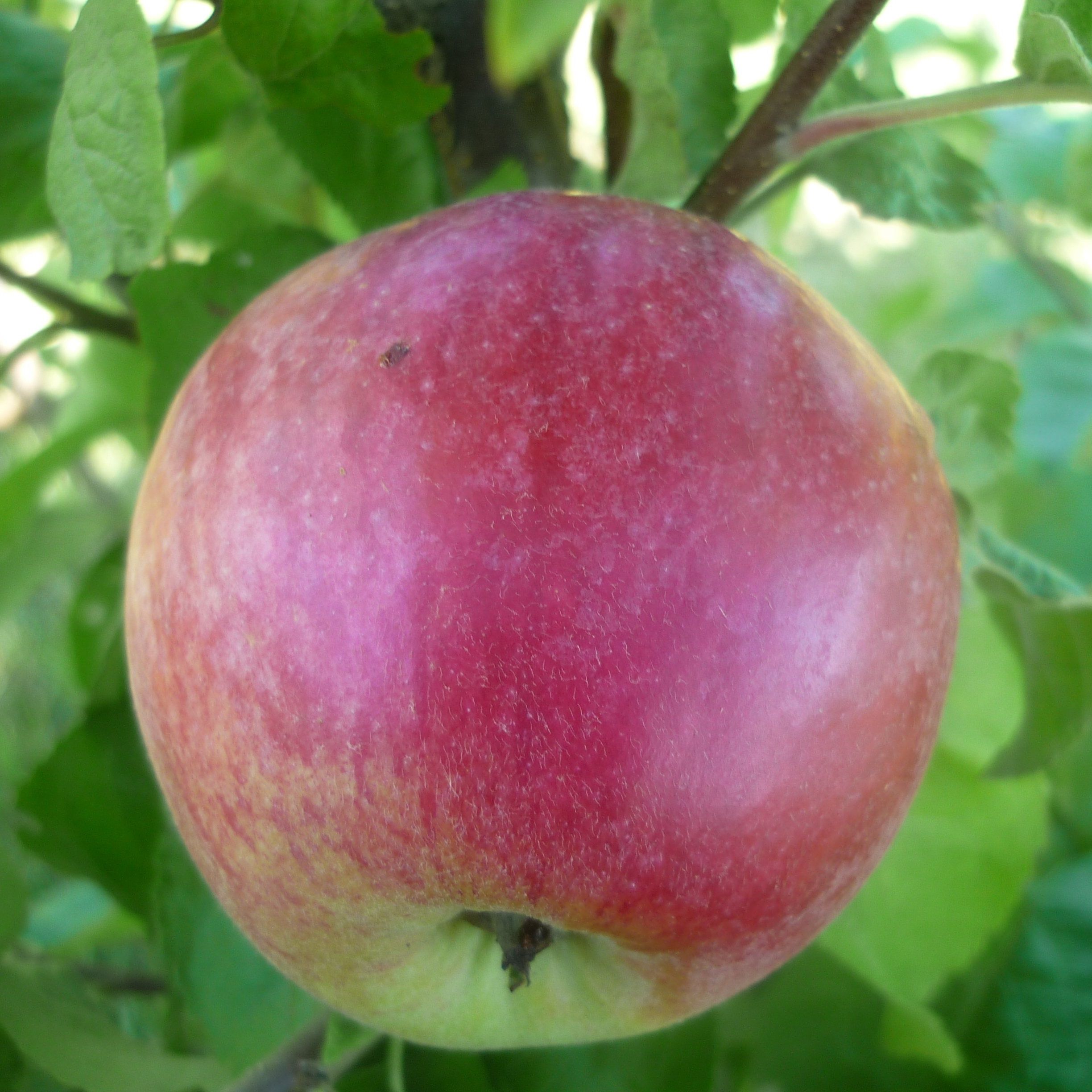 Яблоня осенняя Подарок Графскому С7