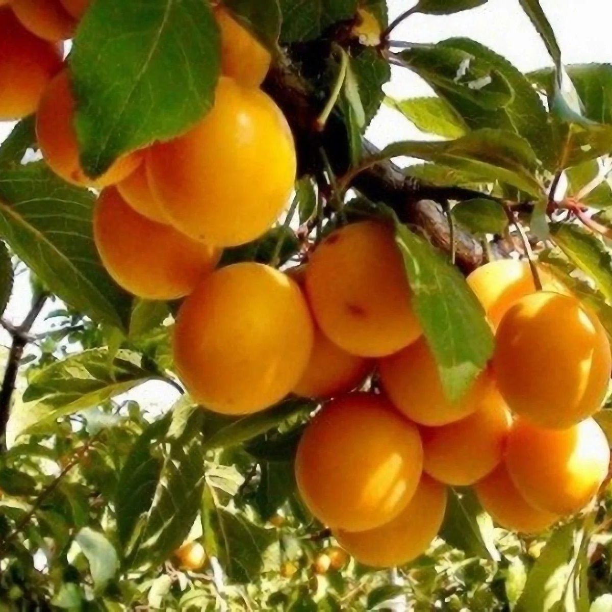 Алыча Подарок Санкт-Петербургу С7