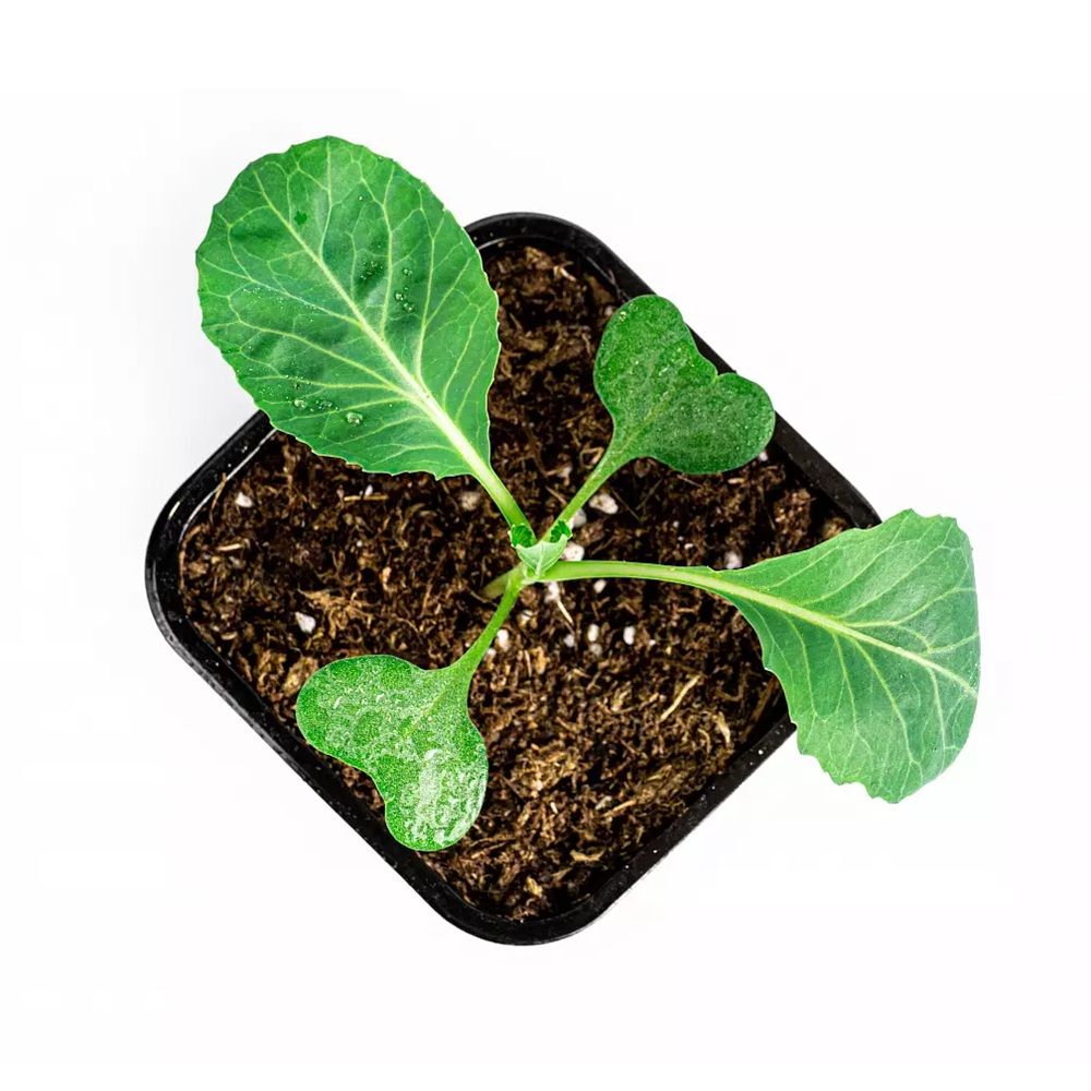 Рассада Капуста цветная Сноуболл