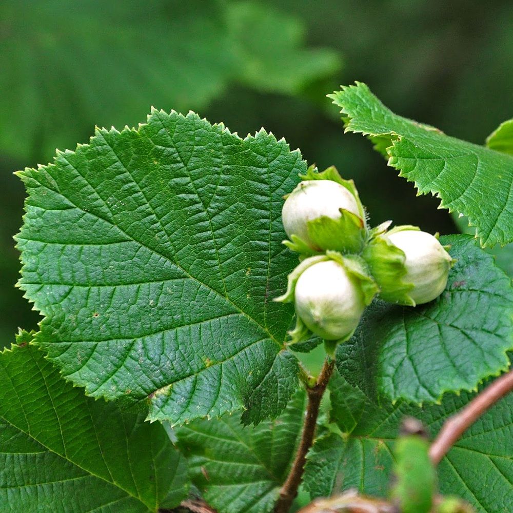 Фундук (Лещина обыкновенная) Первенец ц/к
