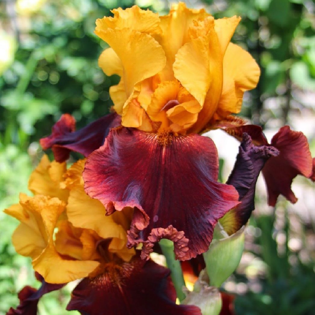 Ирис бородатый Суприм Салтан коробка