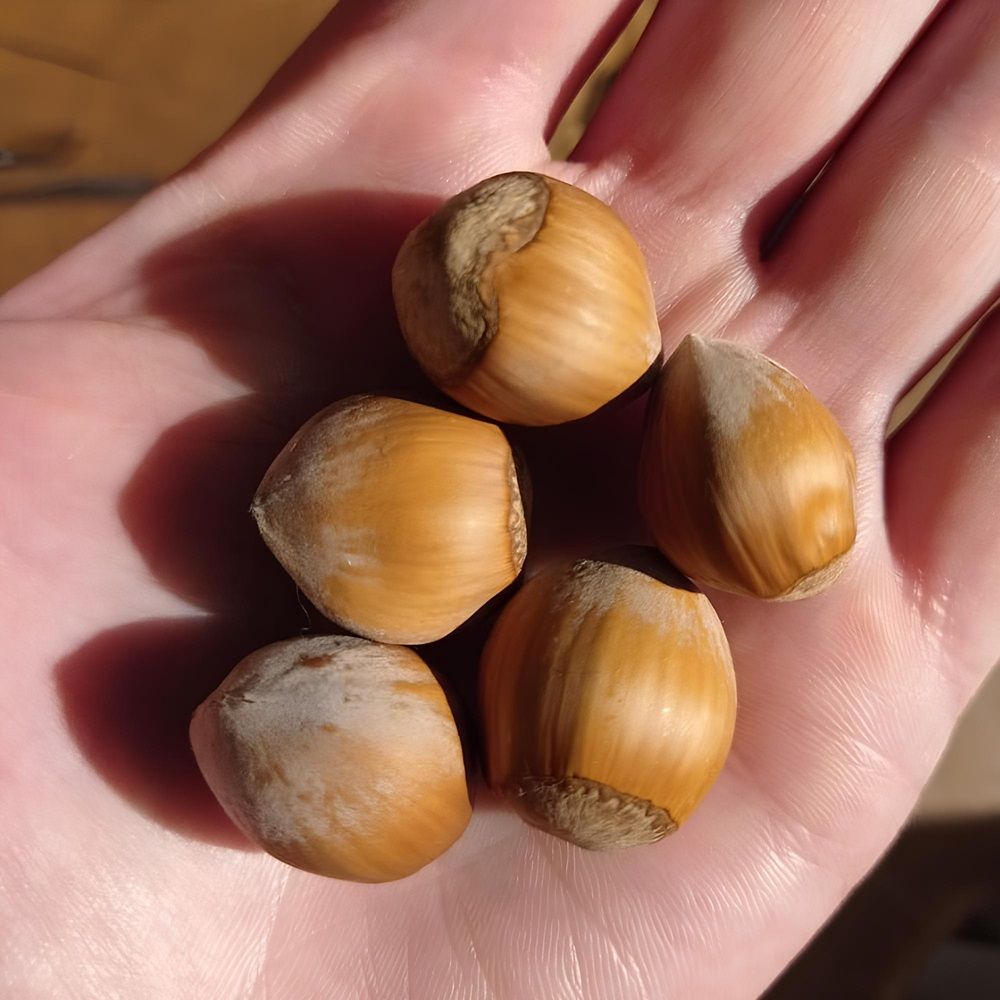 Фундук (Лещина обыкновенная) Подарок Ваничевой № 42-19 ц/к