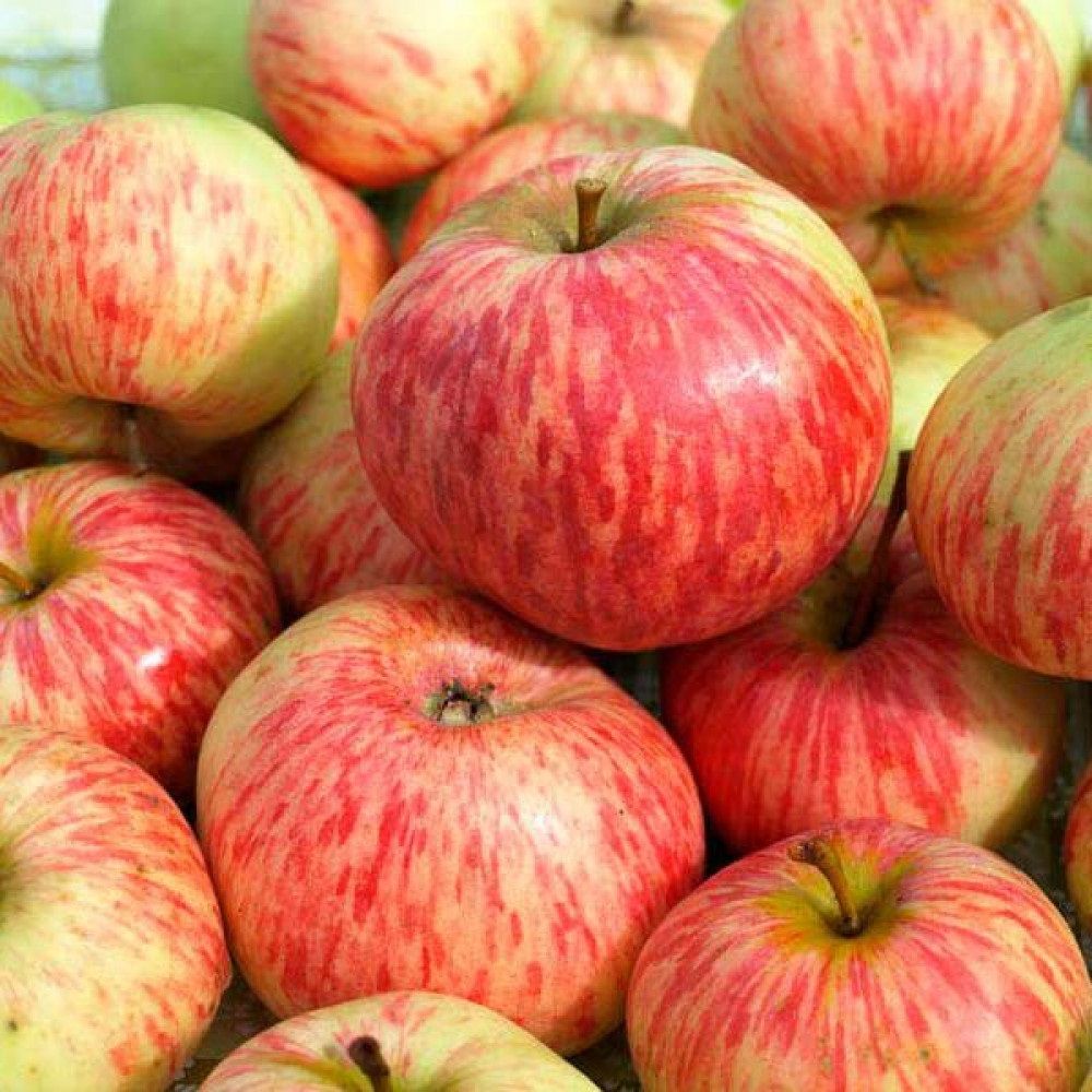 Яблоня осенняя Коричное полосатое С7