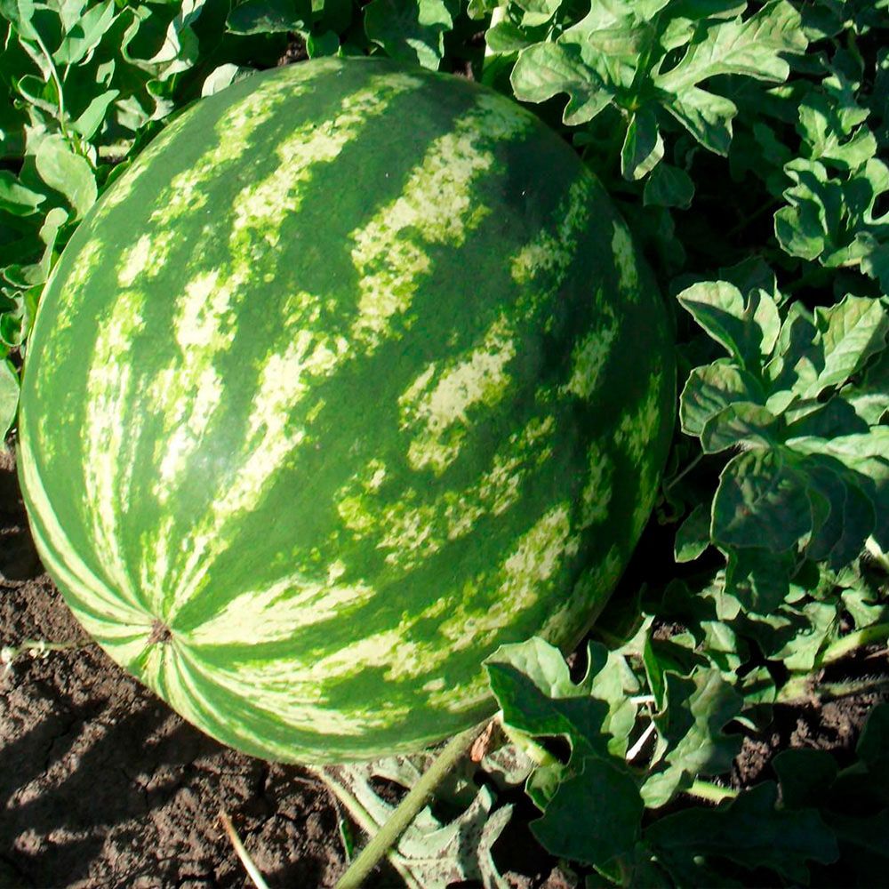 Арбуз Астраханский ц/п