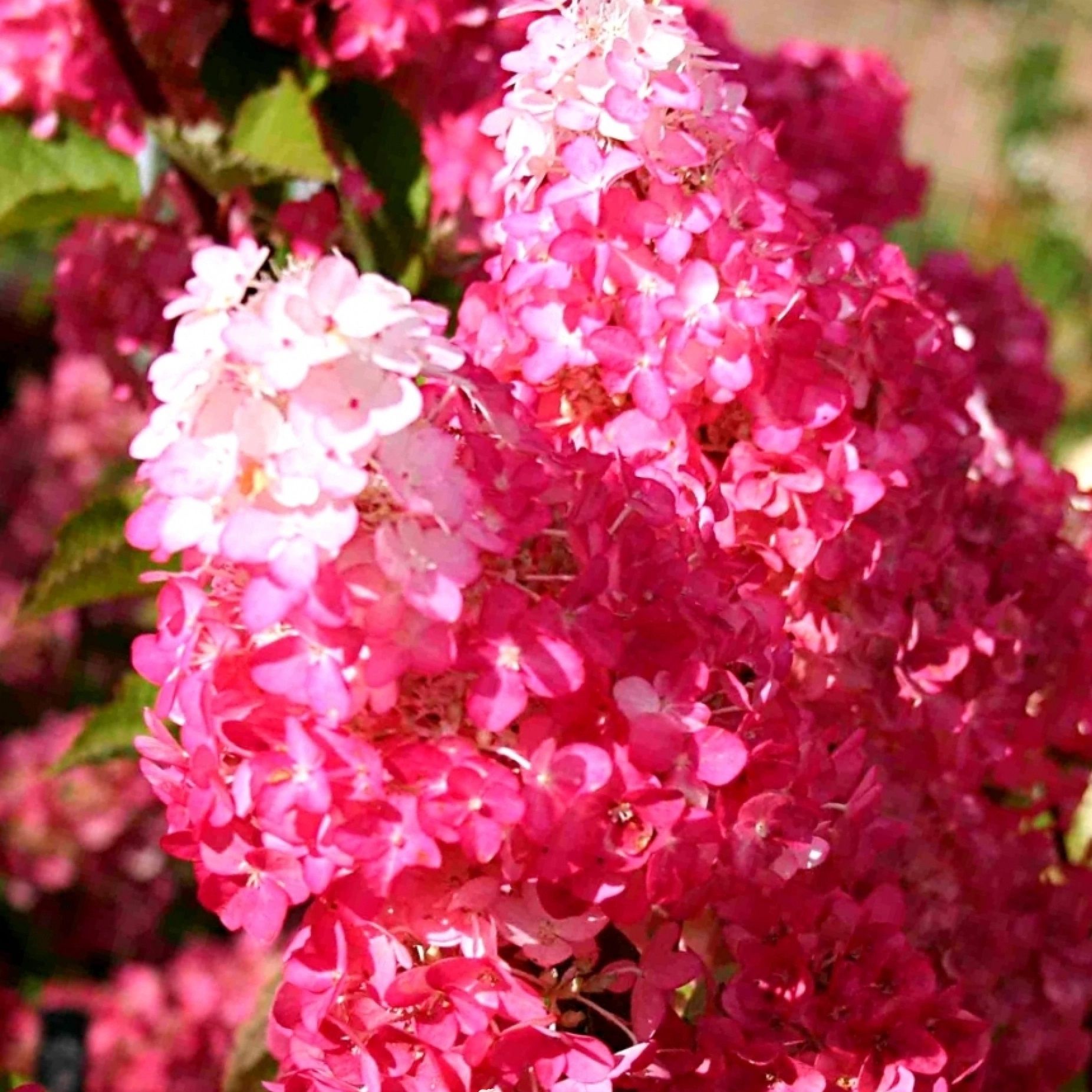 Гортензия метельчатая Фрайз Мельба С3