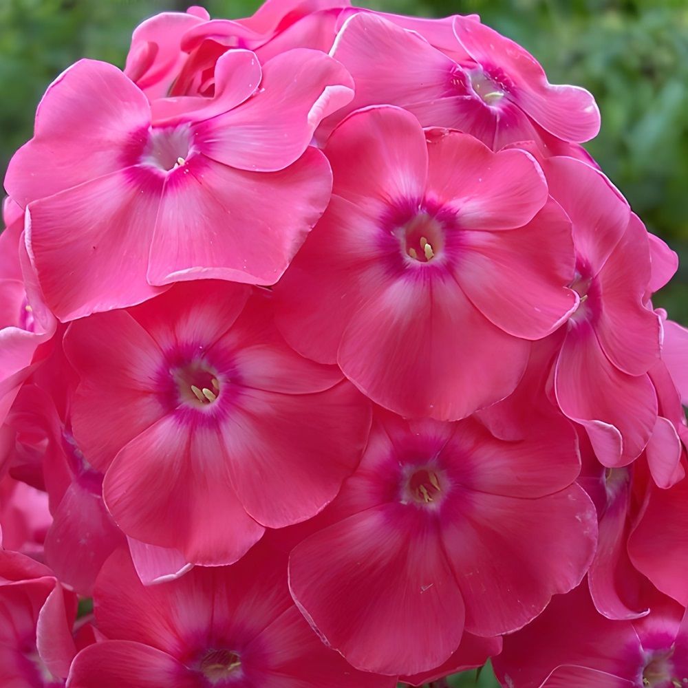 Флокс метельчатый Земляничное Суфле/К