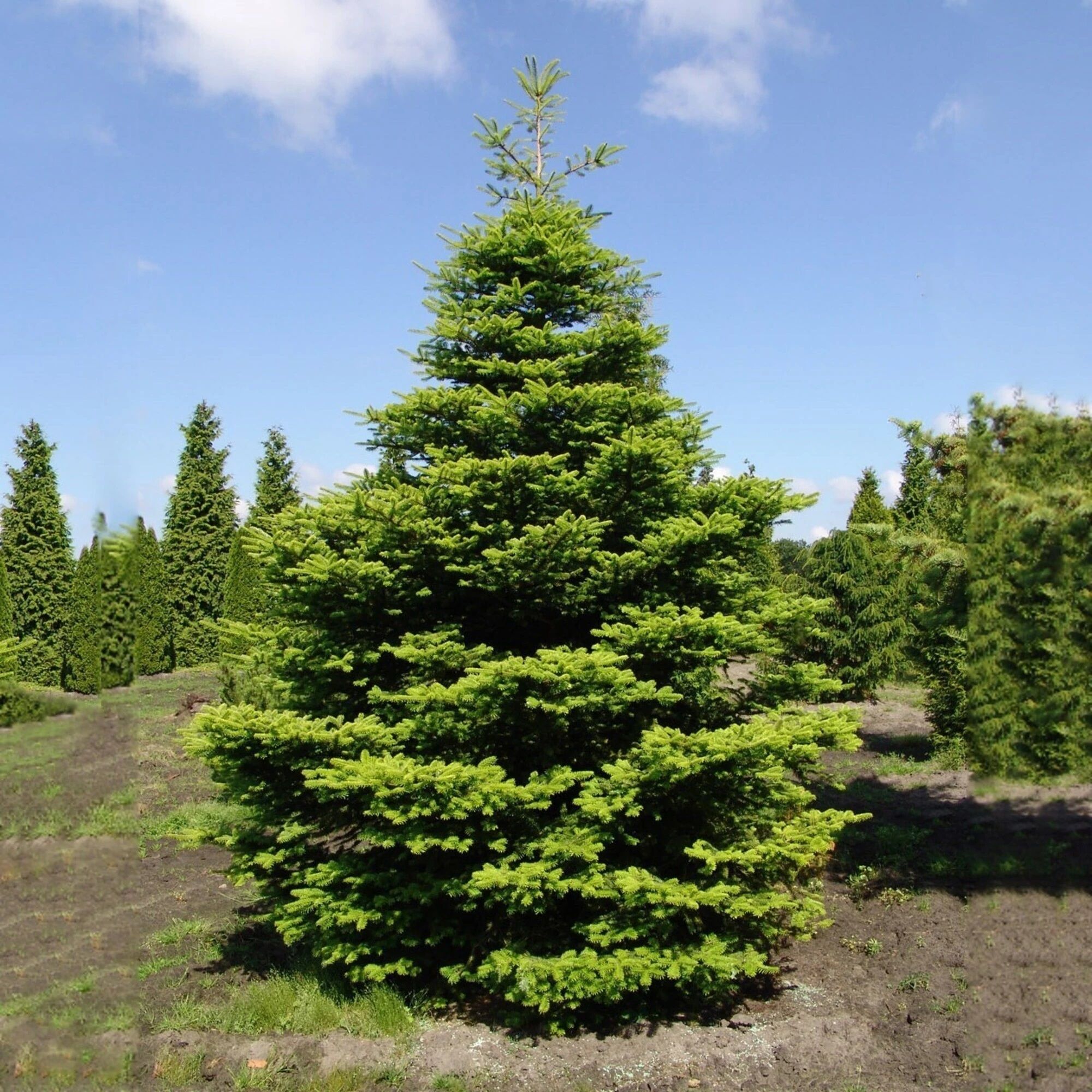 Пихта корейская С5 h40-60 см