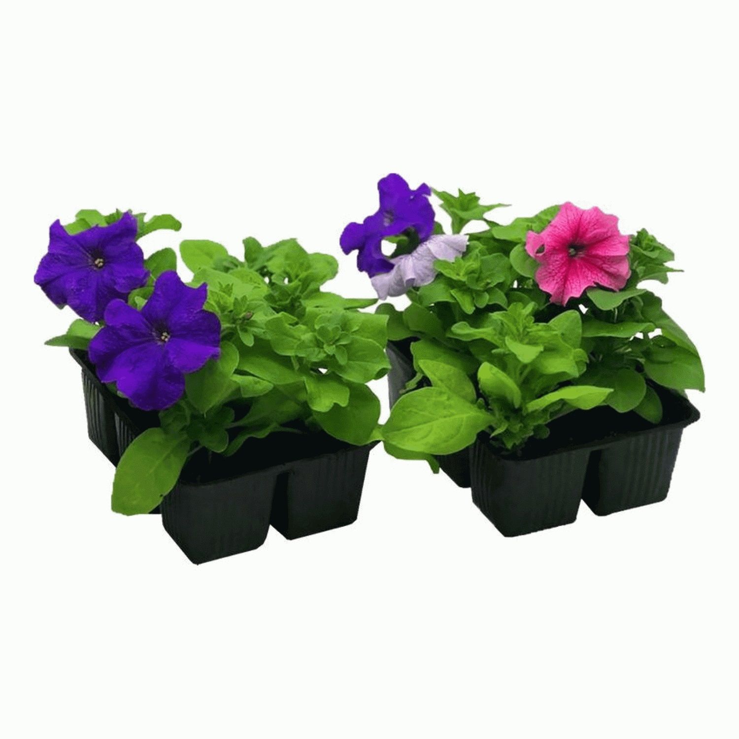 Рассада Петуния микс 4 шт