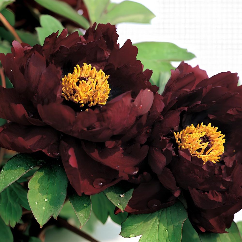 Пион древовидный Полночь ц/к