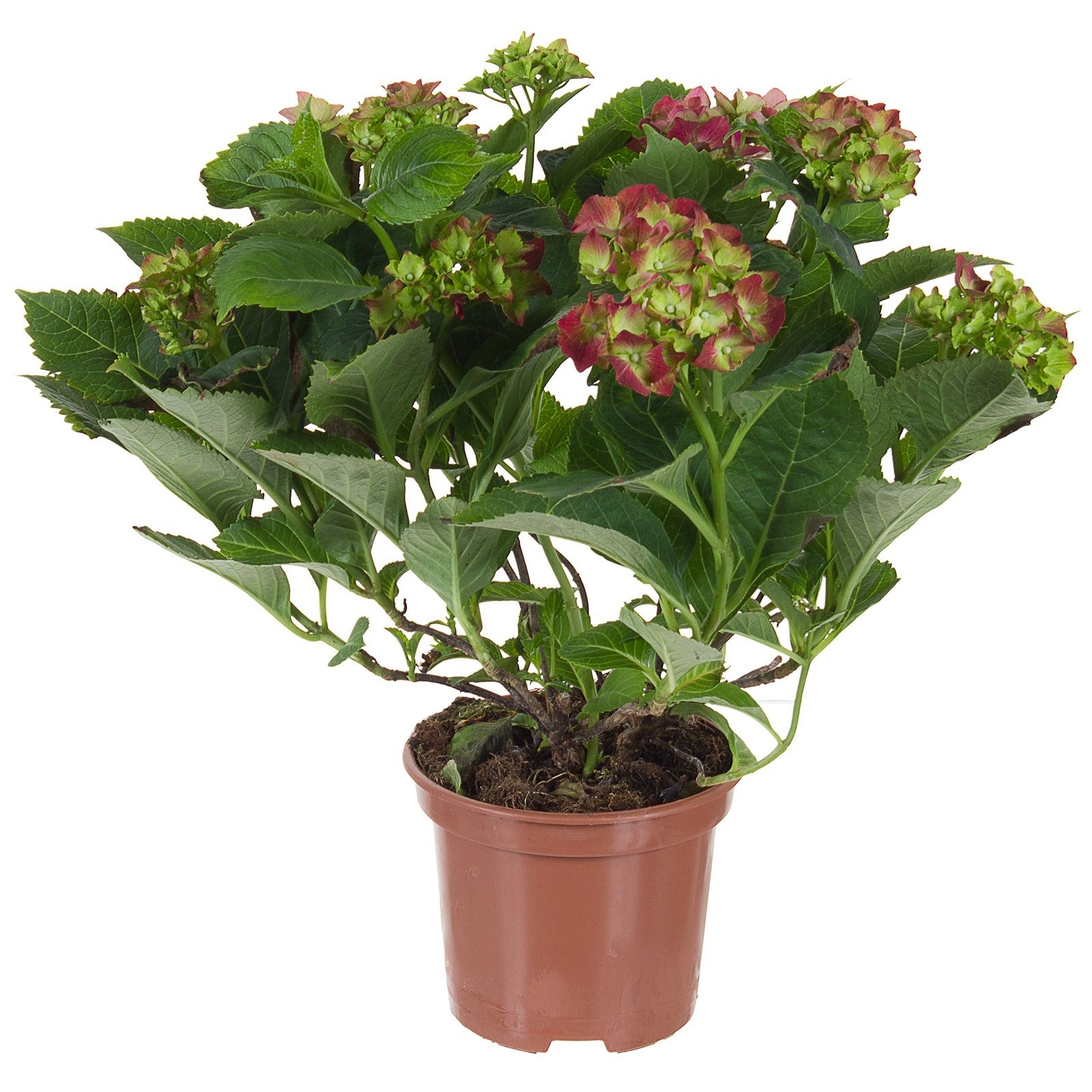 Гортензия d15 см