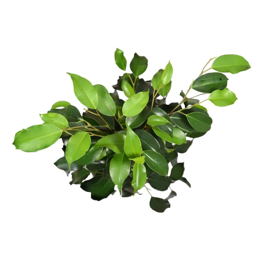 Фикус Бенджамина микс d14 см h55 см