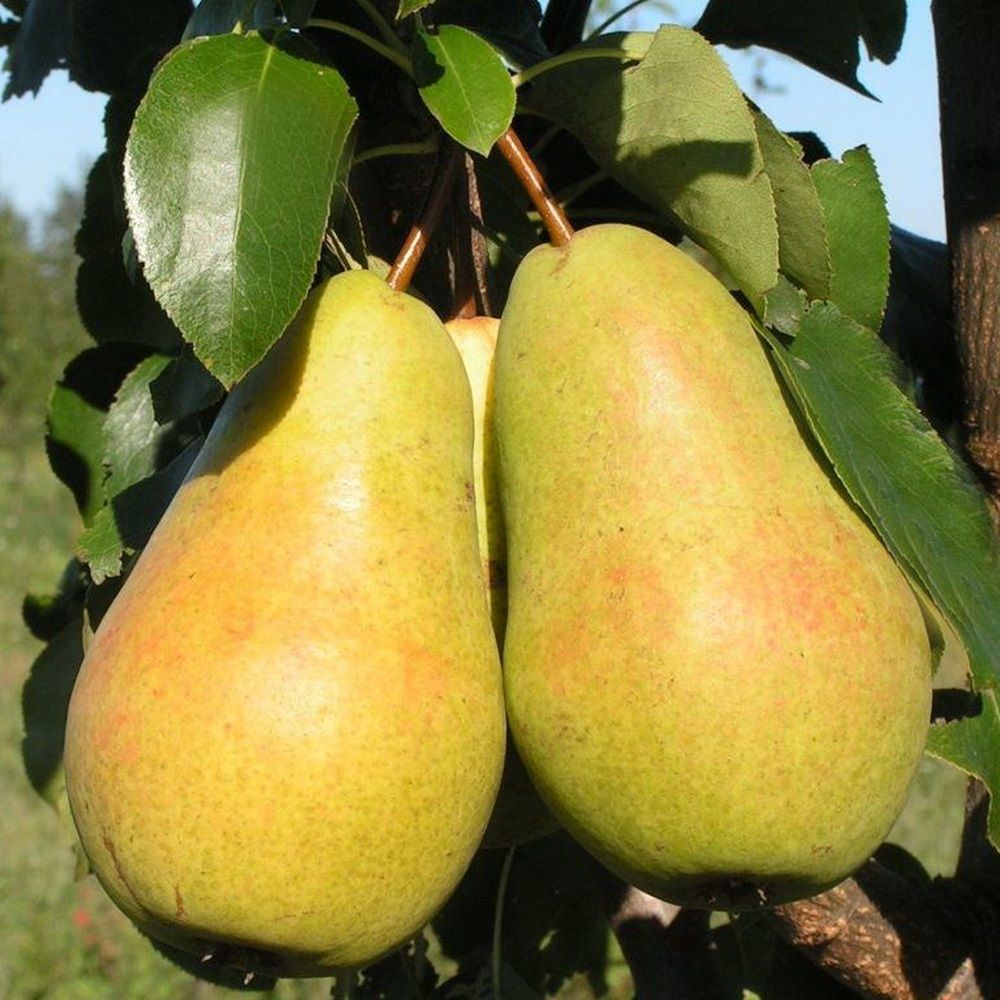 Груша осенняя Чижовская С7