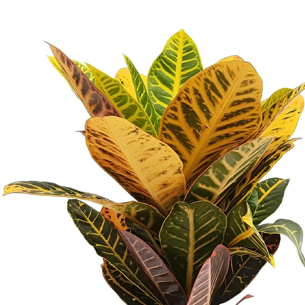 Кодиеум Кротон d12 см ЯТК