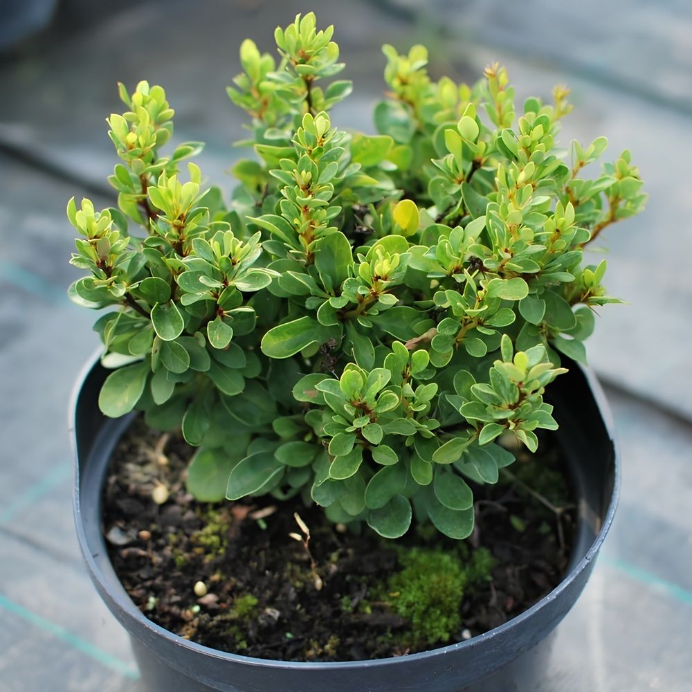 Барбарис Тунберга Корник V2 h20-30 см