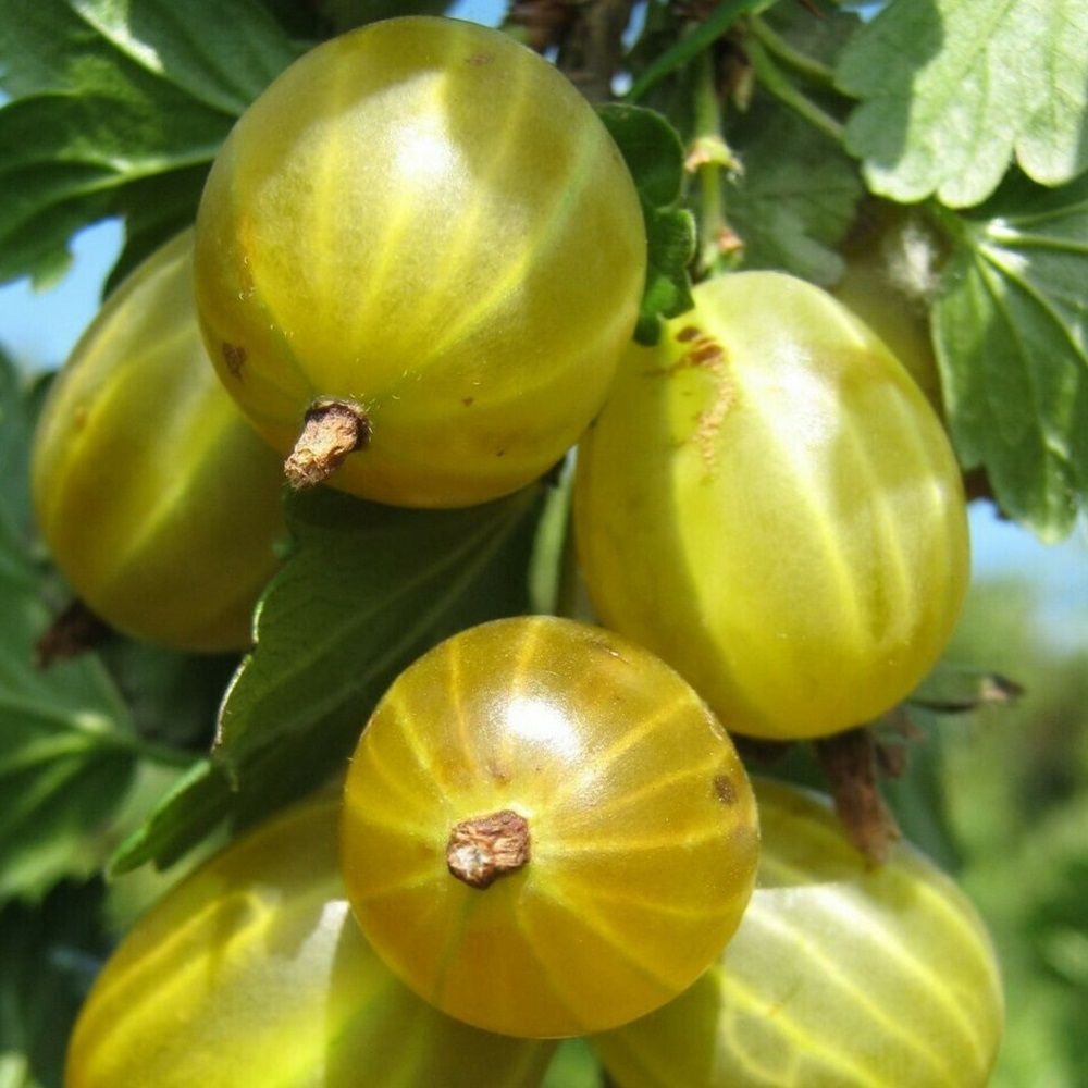 Крыжовник Белые ночи С3