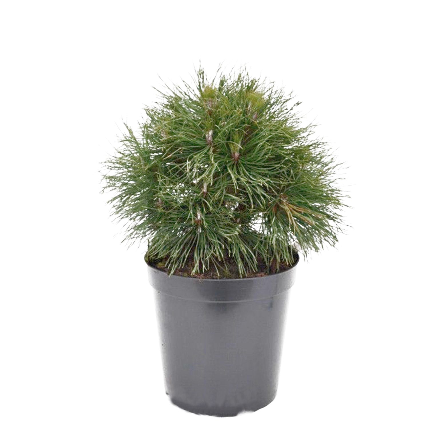 Сосна горная Варелла V2