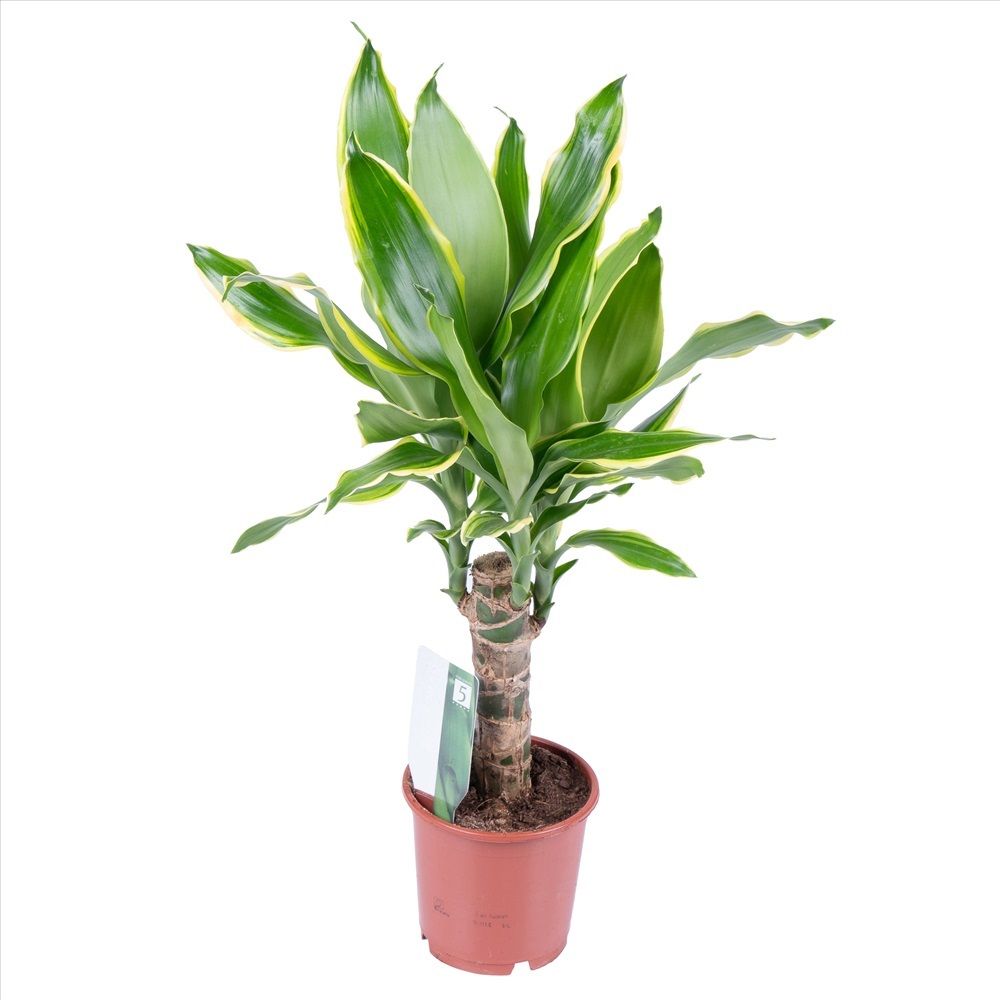 Драцена Фрагранс Голден Кинг 1 ст d11 см