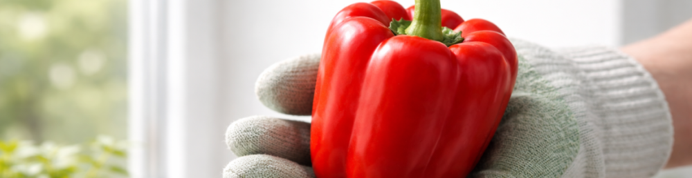 Семена перцев для северного окна : теневыносливые гибриды, которые действительно завязывают