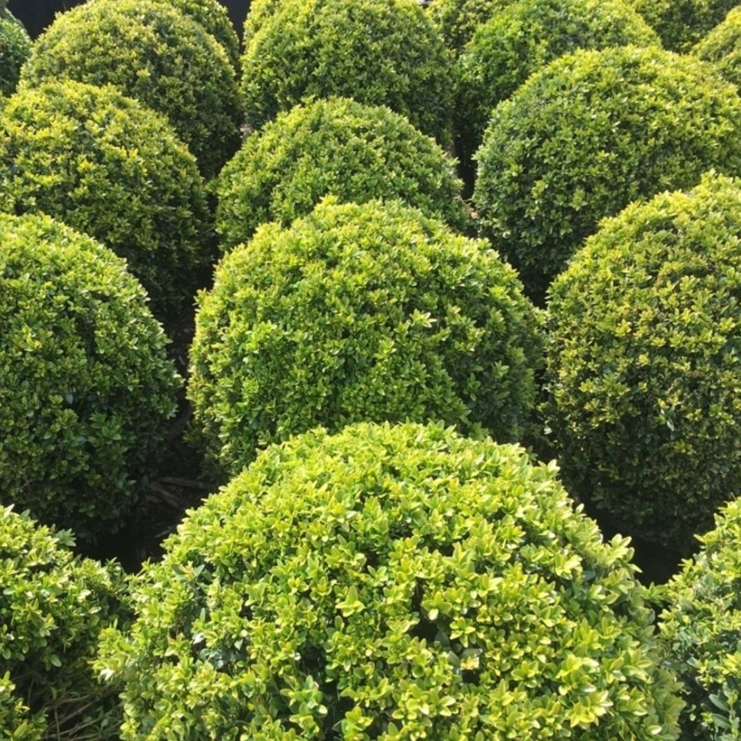 Самшит вечнозеленый (шар) Арборесценс V2