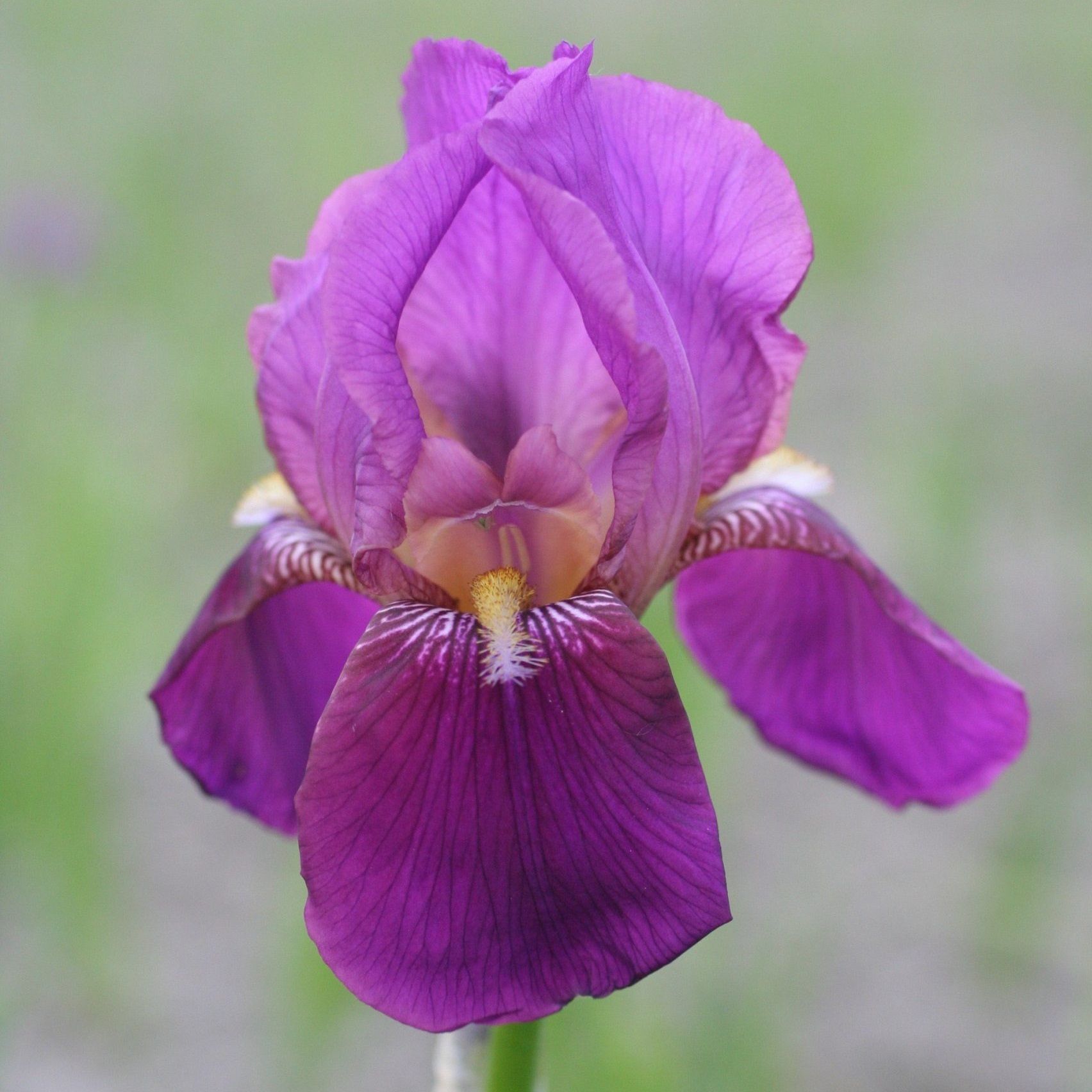 Ирис бородатый Император/К