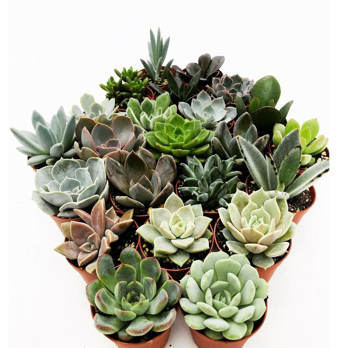 Суккулент микс d5,5 см