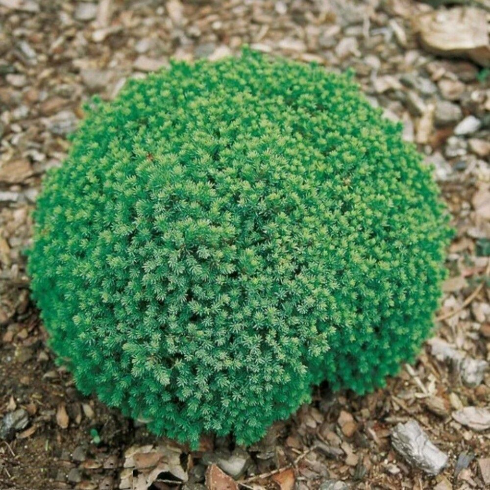 Ель канадская Блю Плэнет d18 см h20 см