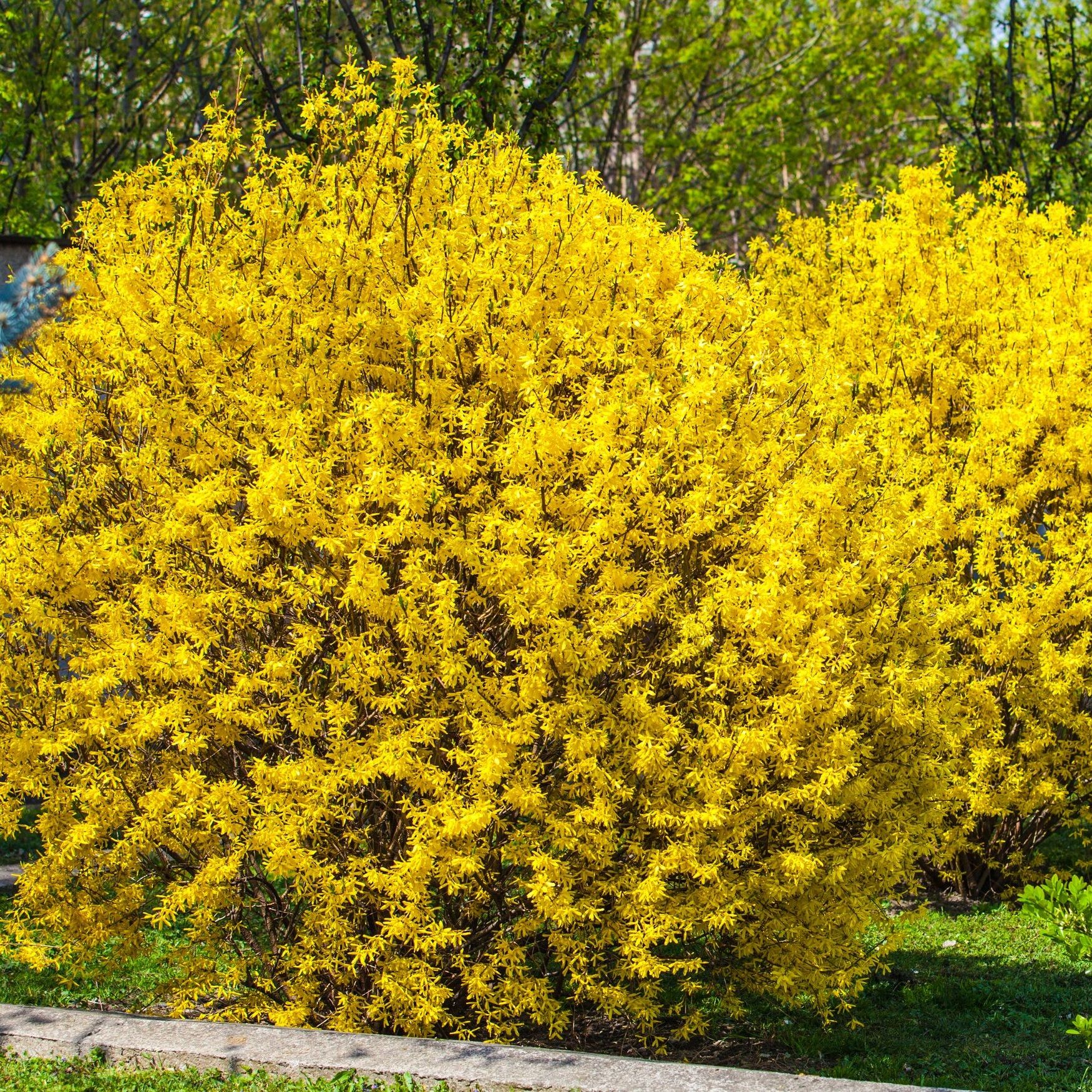 Форзиция промежуточная Линвуд V5 Lav