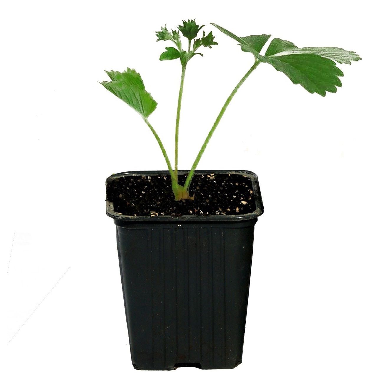 Рассада Земляника ремонтантная Вима Рина Р9