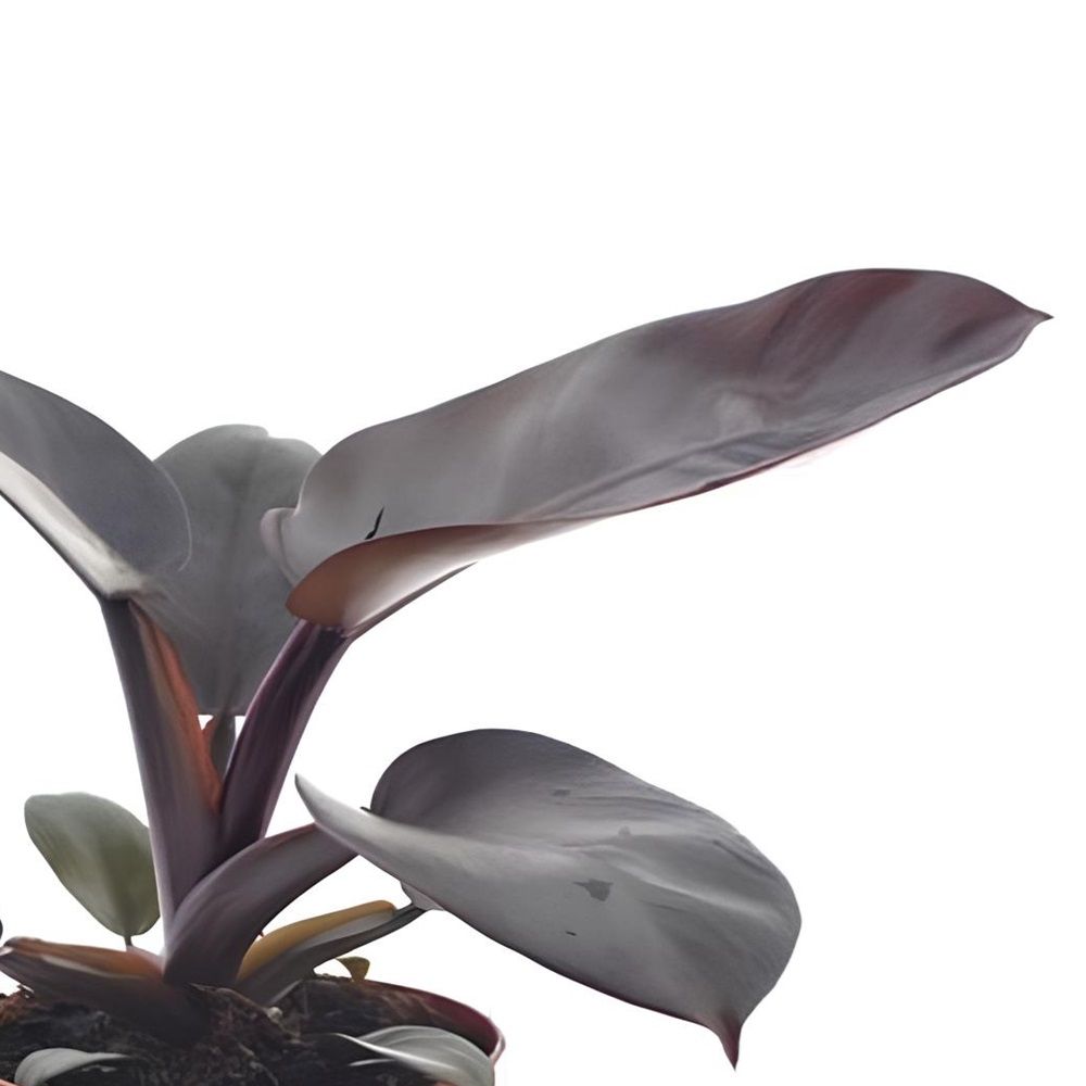 Филодендрон Блэк Кардинал d15 см