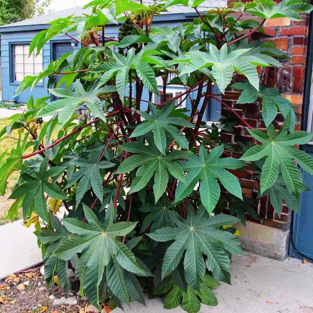 Клещевина Занзи палм Цв