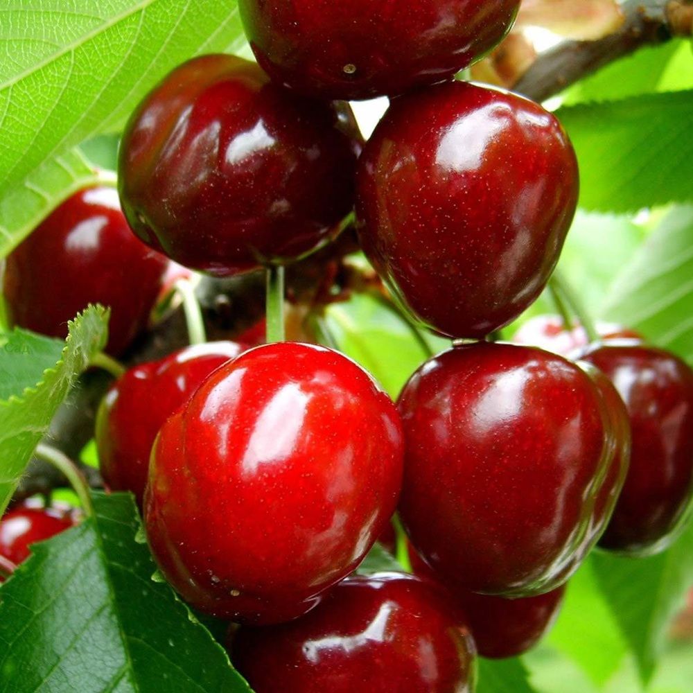 Черешня Аделина