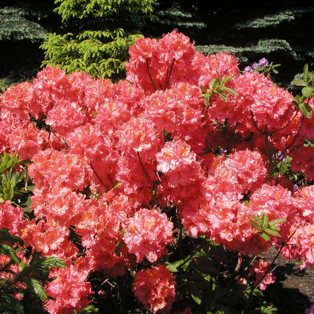 Азалия нэп-хилл Сарина V5