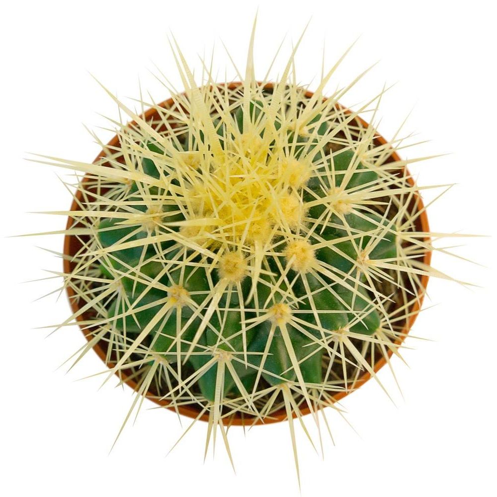 Эхинокактус Грузони D-5