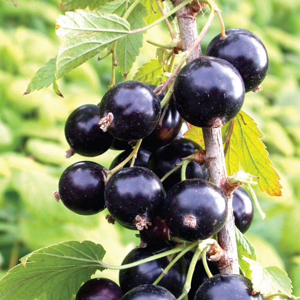 Смородина черная Лентяй ц/к