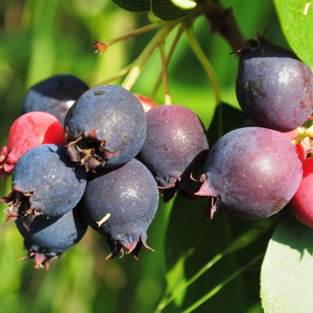 Ирга Красноярская С7