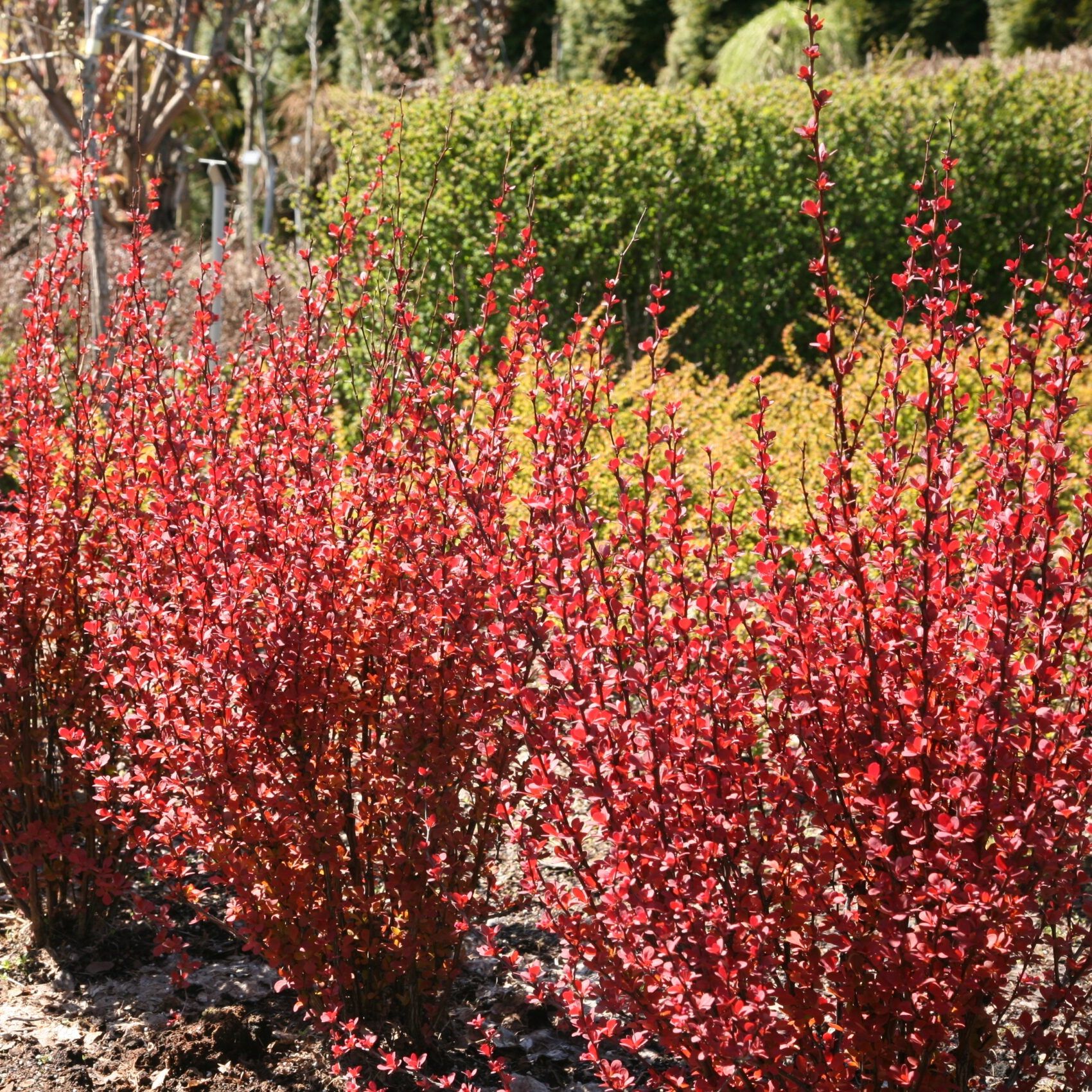 Барбарис Люкс в ассортименте С2