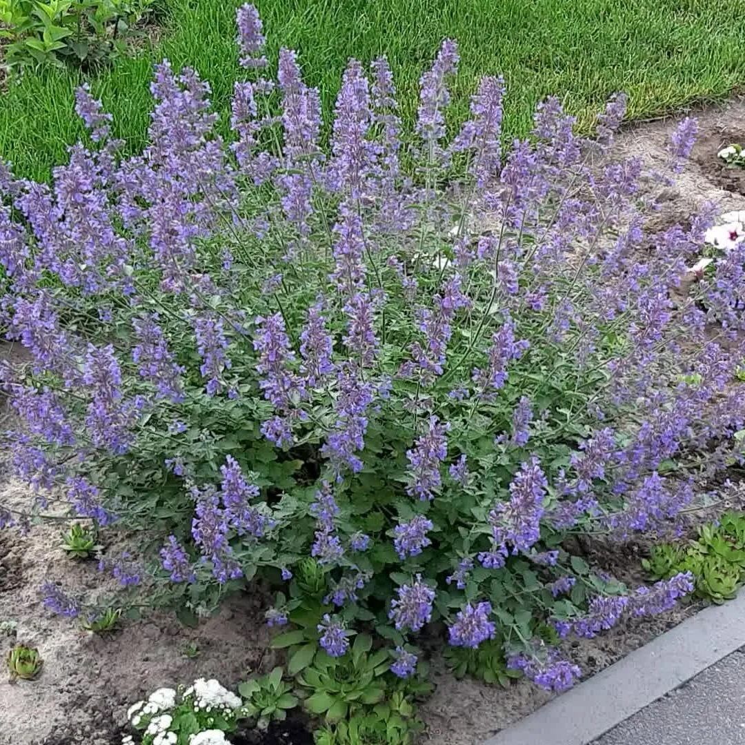 Котовник Р9