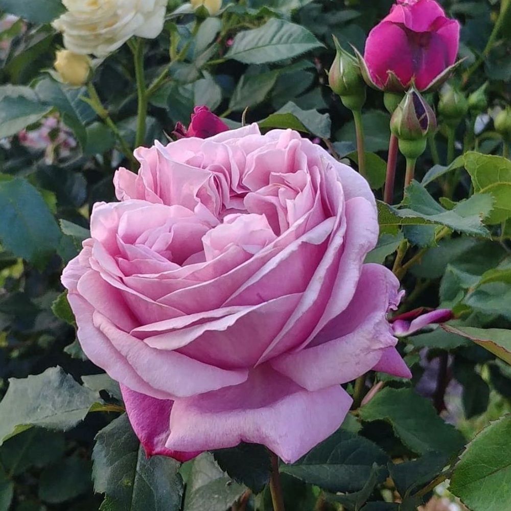 Роза парковая Дитер Мюллер ц/к