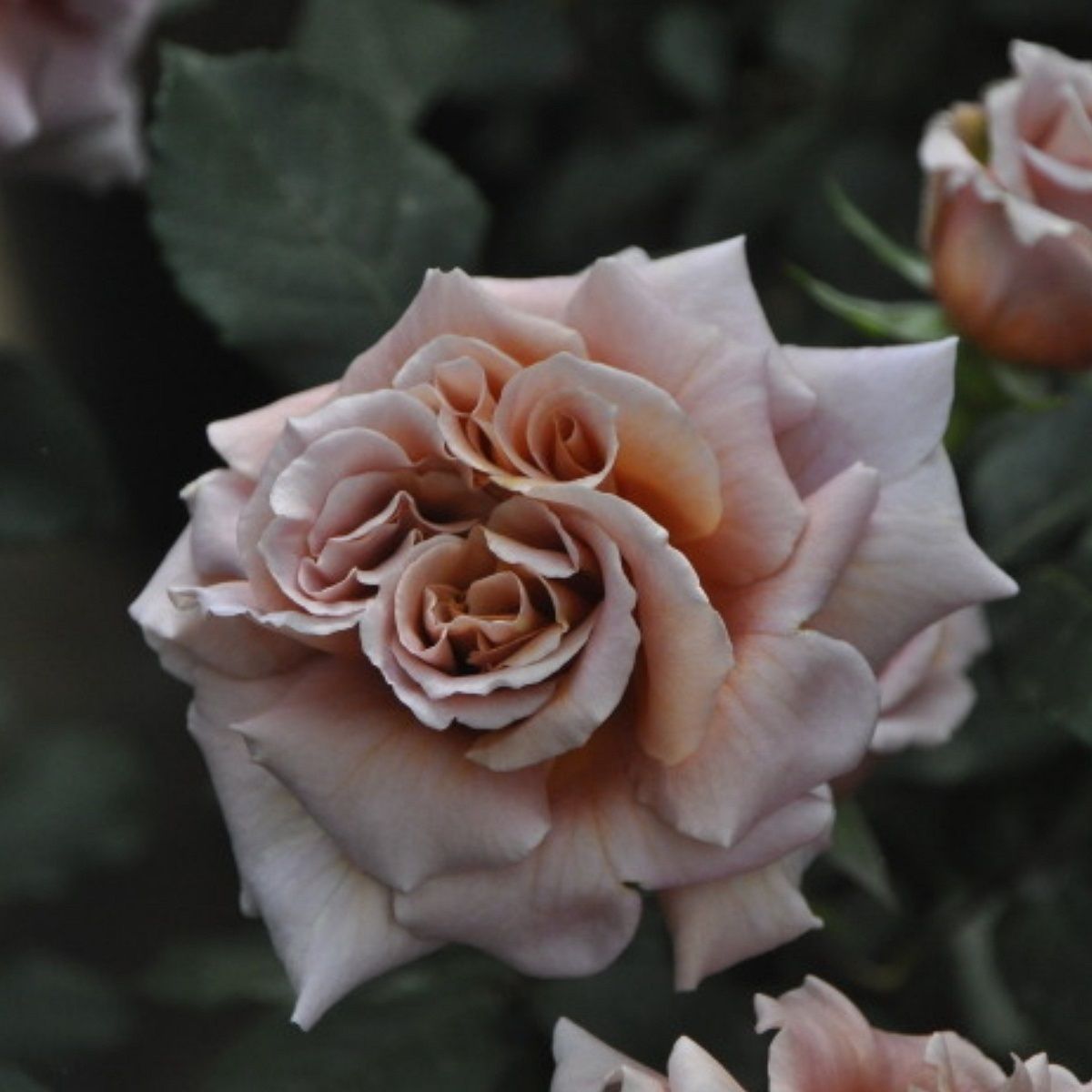 Роза чайно-гибридная Кофе Латте С7/С10