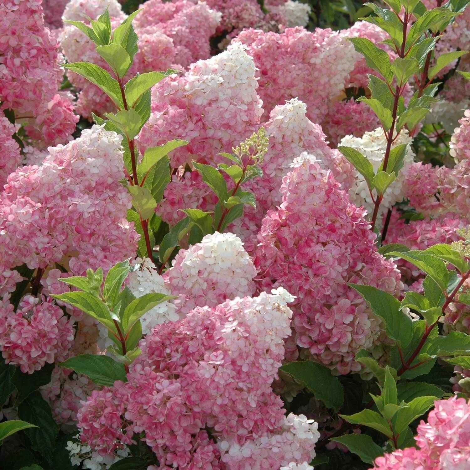 Гортензия метельчатая Ванила Фрайз 2 л