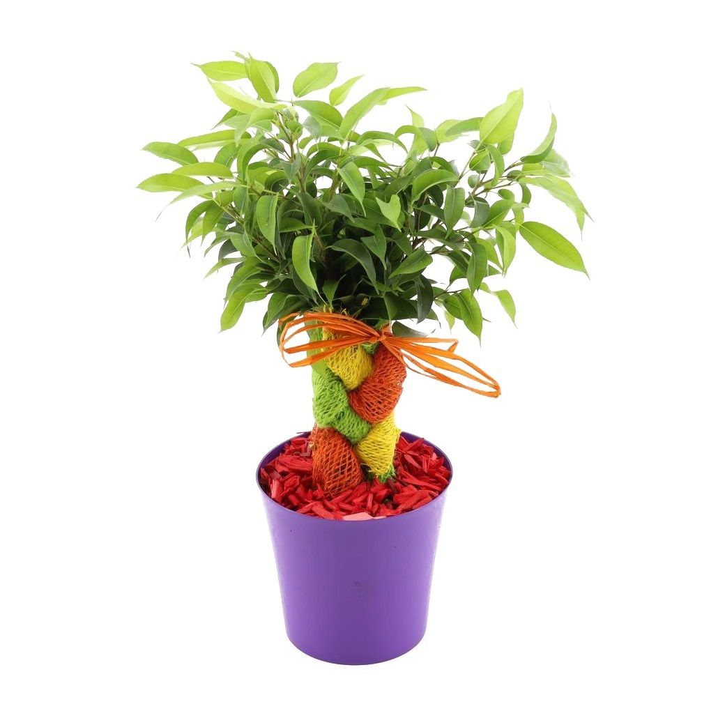 Фикус Бенджамина Крези d12 см