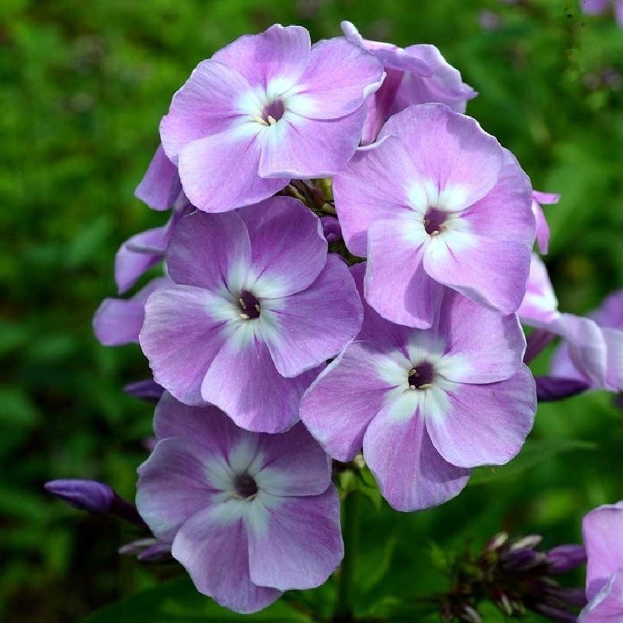 Рассада Флокс метельчатый Мирослав d9 см